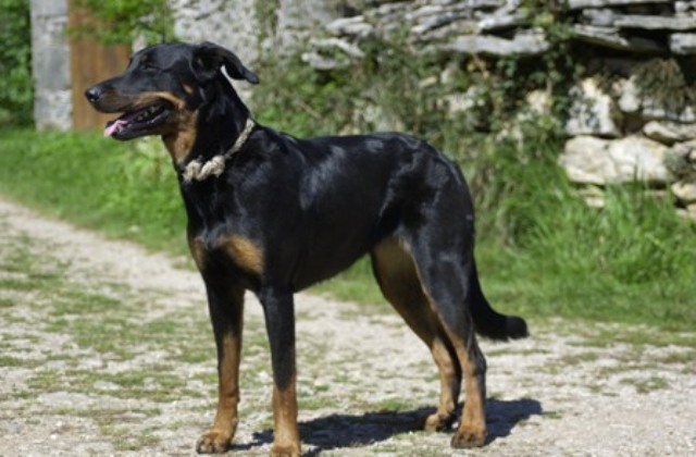 Bilbaw des bergers d'horaste