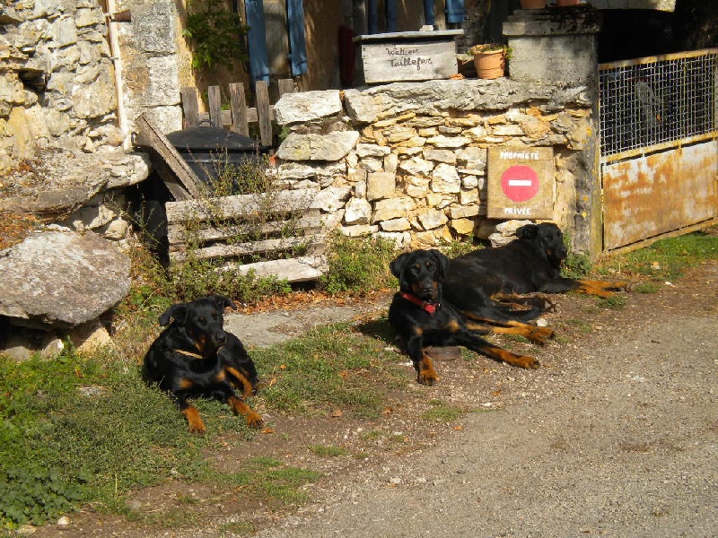 photos de mes toutounes