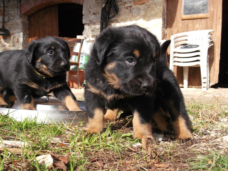 bébés de Djanis octobre 2012