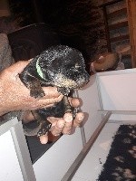 CHIOT