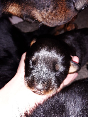CHIOT