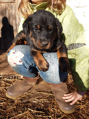 CHIOT