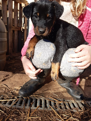 CHIOT