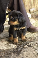 ELIOTT