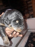 CHIOT
