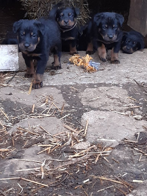 CHIOT