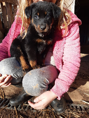 CHIOT