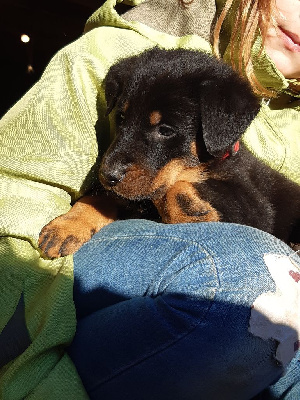 CHIOT