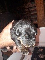 CHIOT