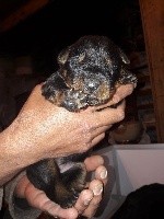 CHIOT